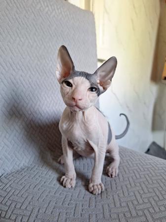 Продам кота