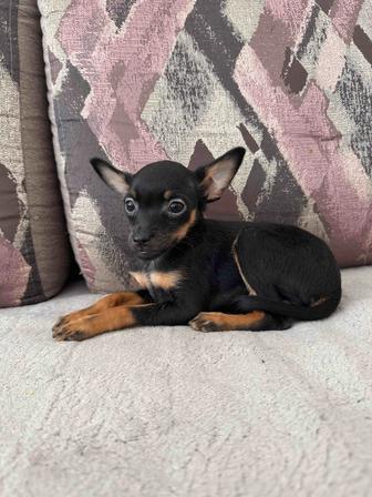 Продам щенка той терьера