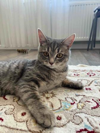 Отдам котенка в добрые руки