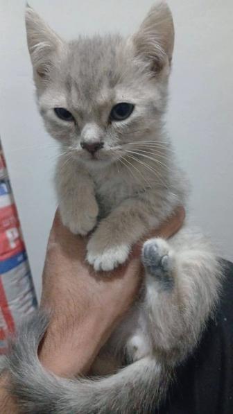Отдам котенка 2 мес мальчик породистый