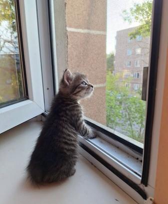 Отдам котенка