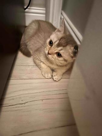 Продам котенка Скоттиш страйт