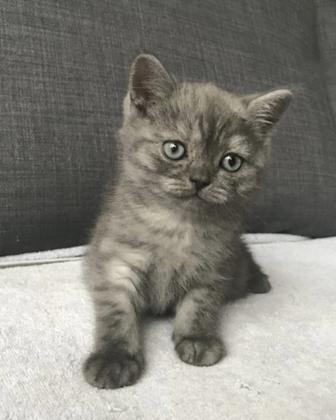 Шотландские котята мальчики