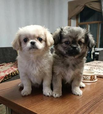 Продам пекинес щенки