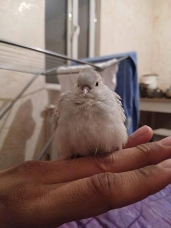 Горлицы декоративные птицы