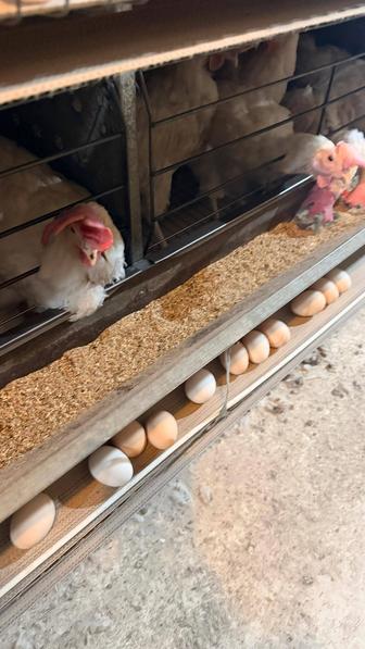 Куры белые несушки