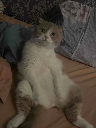 Временный дом для кошки/кота