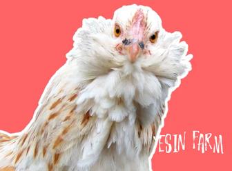 Инкубационные яйца породные куры из России под заказ, быстро