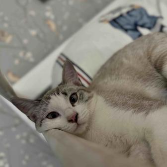 Котенок-кошка 4 месяца отдам бесплатно