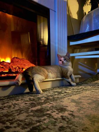 Котенок-кошка 4 месяца отдам бесплатно