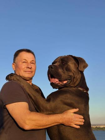Продаются щеночки кане-корсо