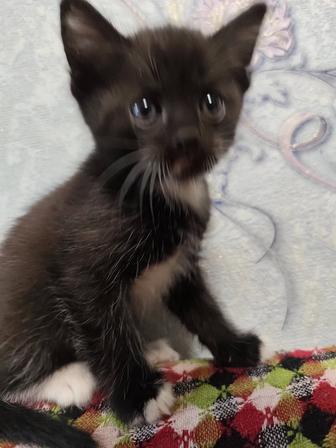 Отдам котенка, 1,5 месяца