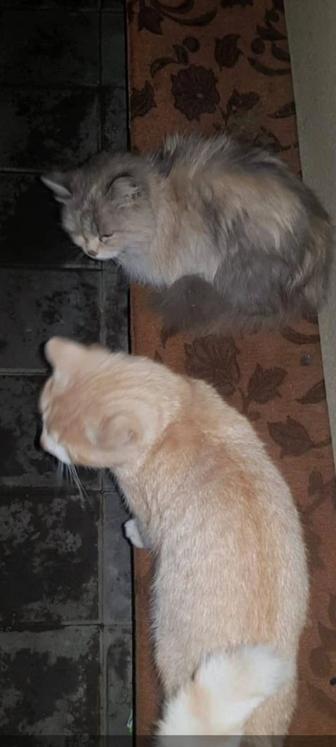 Пропал рыжий кот