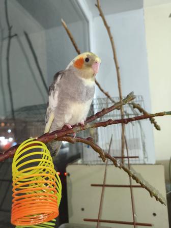 Продаются попугаи кореллы