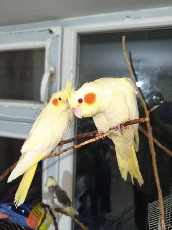 Продаются попугаи кореллы