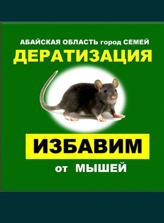 Дезинфекция от грызунов