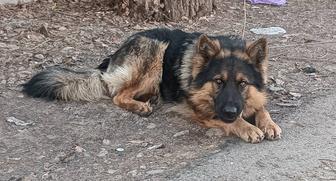 Немецкая овчарка. Кобель. 2года. Без документов.