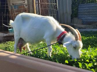 Коза с козленком