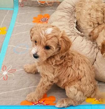 Щенок мальтипу