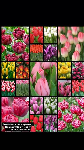 Тюльпаны и Гиацинты оптом и в розницу!!!