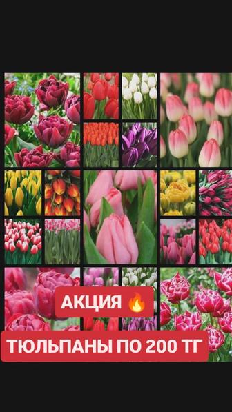 Тюльпаны со скидкой