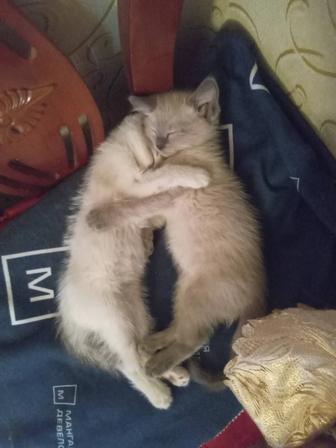 Отдам котят в хорошие руки