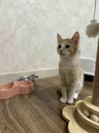 Котенок мальчик