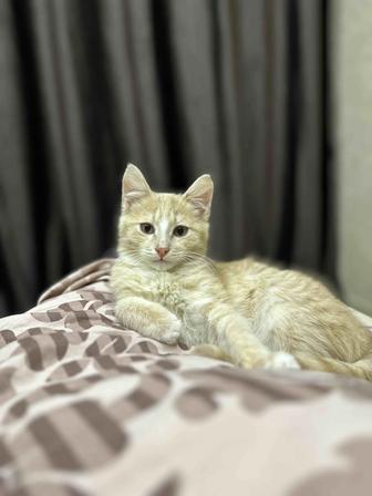 Котенок мальчик