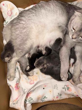 Открыта бронь на продажу шотландских scottish fold