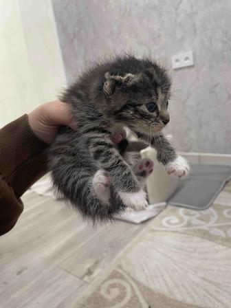 Продам котят