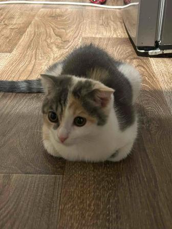 Отдам котенка в хорошие руки (бесплатно)