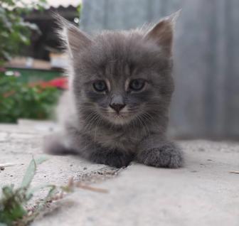 Отдам котенка