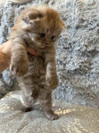 Котята вислоухие шотландцы