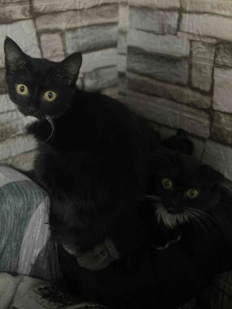 Отдам котят