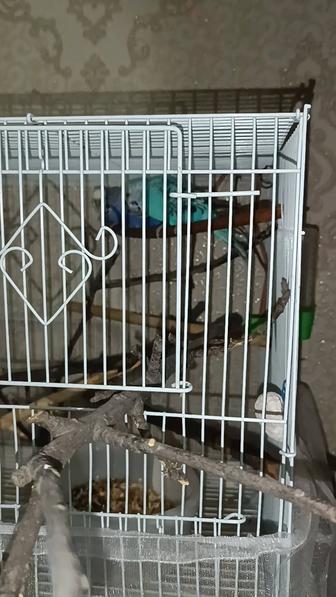 Продам волнистых попугаев