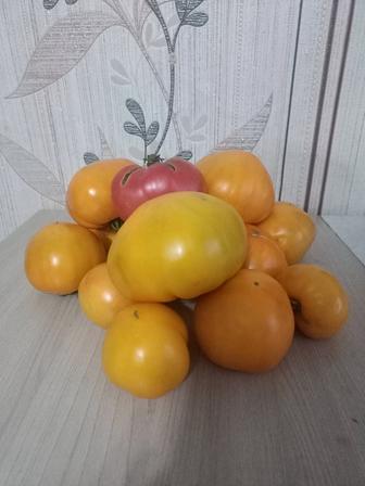 Помидоры домашние без химии
