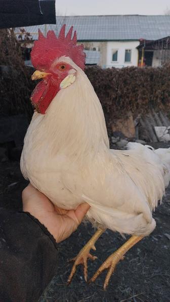 Петухи породистые