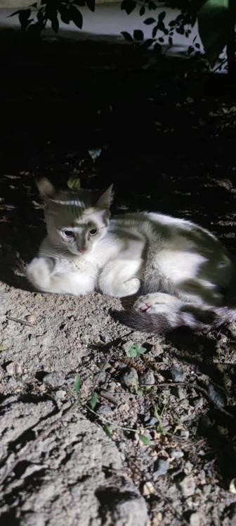 Найдена кошка