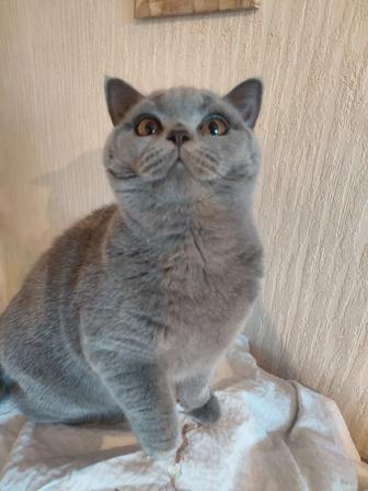 Продам чистокровную кошечку от титулованных, элитных производителей