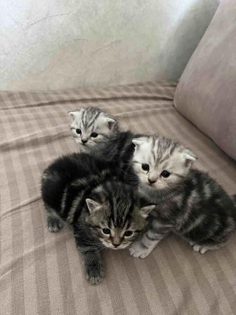 Шотландские скоттиш страйт , фолд