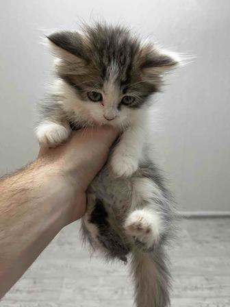Отдам ласковых котят