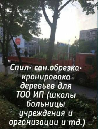 Спил, обрезка, компенсационная посадка, лесопатология деревьев