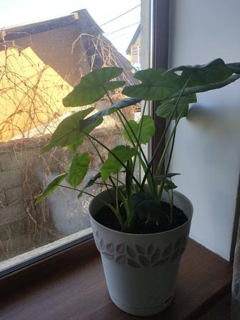 Комнатные растения Аллоказия