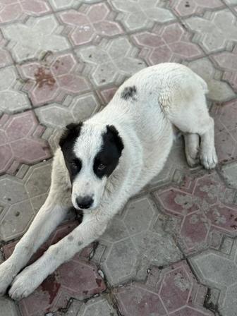 Щенок Алабая