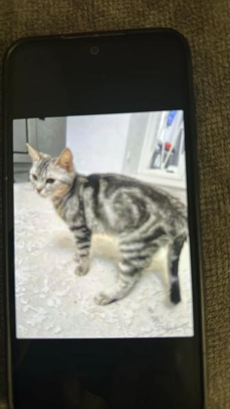 Кошка Британка в добрые руки