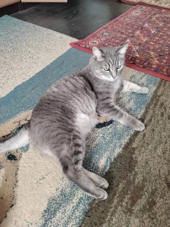 Отдам кота 4 года