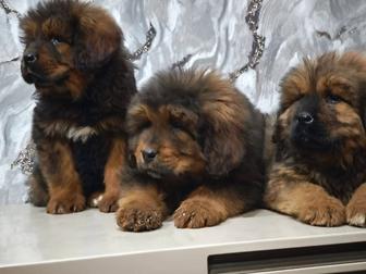 Готовы к брони щенки Тибетского Мастифа