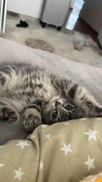 Котенок