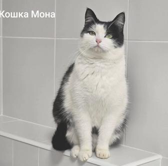 Котики и кошечки ищут дом