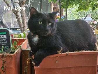 Котики и кошечки ищут дом